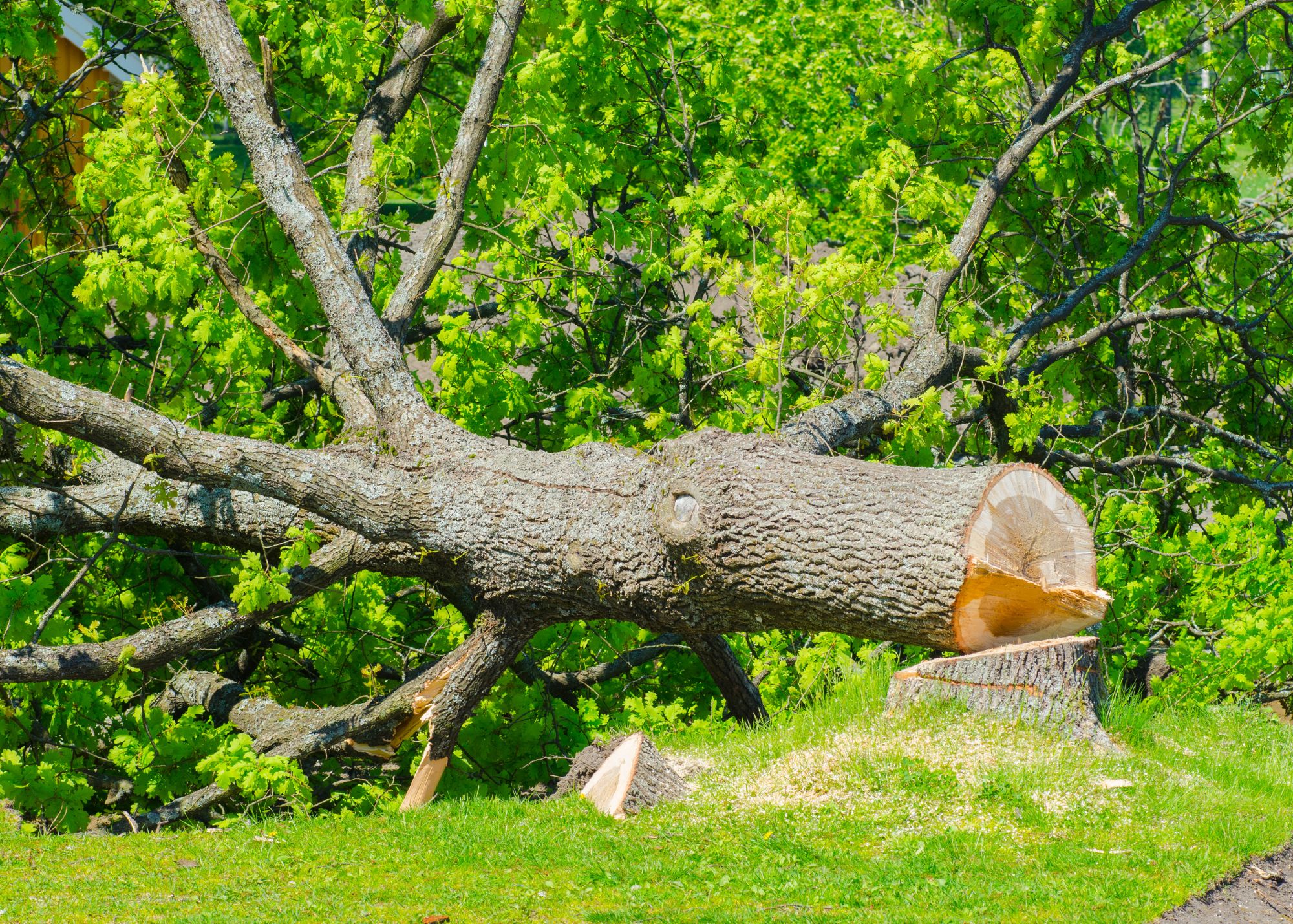 Tree Removal & Storm Cleanup - Modern Shovel LLC services in Memphis and Millington TN