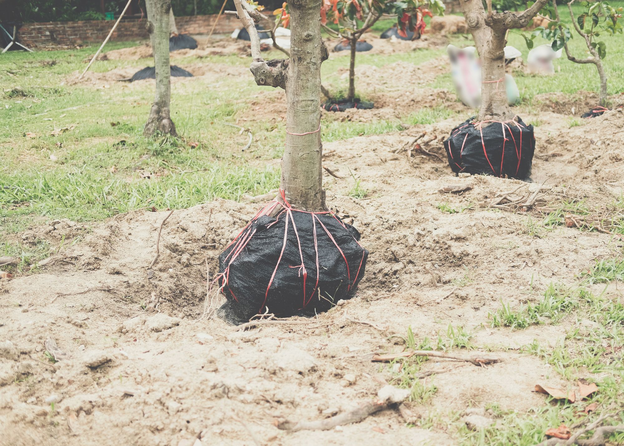 Tree Planting - Modern Shovel LLC services in Memphis and Millington TN